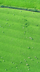 Schafe auf Eiderstedt (Urlaub 2004)